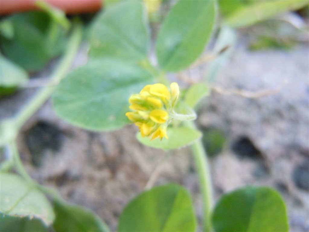 Da identificare - Medicago sp.